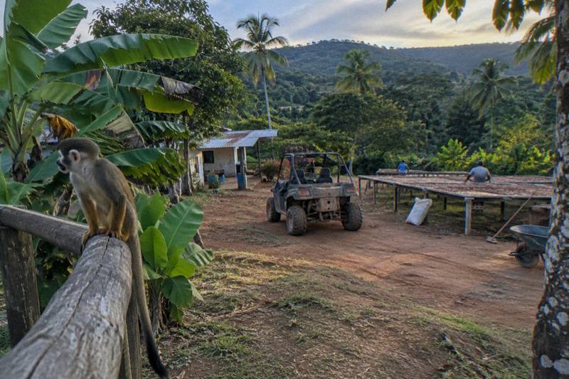 Squirrel monkey on a wooden rope rail with a muddy buggy on a red dirt track behind banana leaves