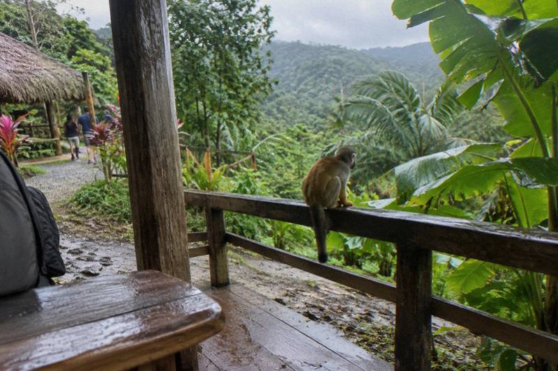 A squirrel monkey sitting alone on a bare timber platform with dripping leaves and misty ridges