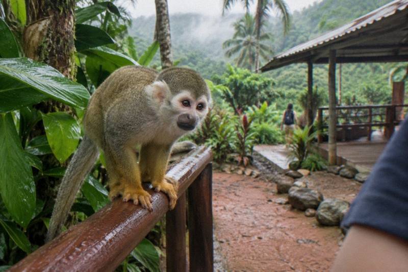 Monkeyland squirrel monkey park tours from punta cana