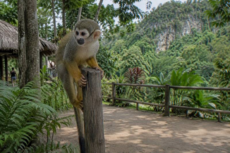 Squirrel monkey gripping a rough wooden post amid ferns in dense forest with limestone ridge