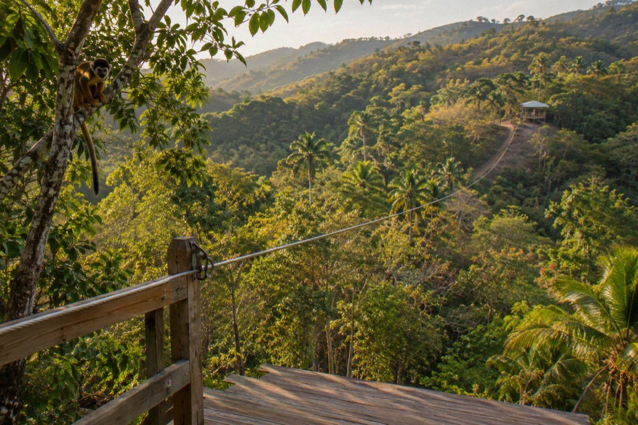 Zipline cable rising into treetops above a wooden platform with a squirrel monkey on a branch